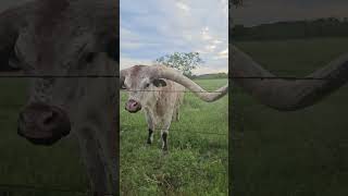 BEWARE  quot Horned Texas Longhorn Steer swatting flys cow longhorn texaslonghorn CATTLE [upl. by Bish505]