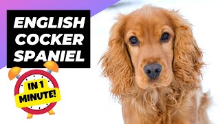 English Cocker Spaniel 🐶 Meet This Cute amp Charming Breed  1 Minute Animals [upl. by Gretal]