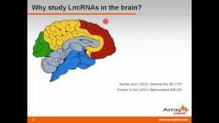 Brain Function amp Pathology The Role of Long Noncoding RNAs in Neurobiology [upl. by Parry]