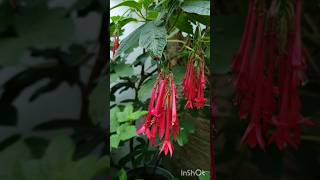 Stunning Fuchsia Boliviana Looking forward to clusters of big Fuchsia berries [upl. by Spearing]