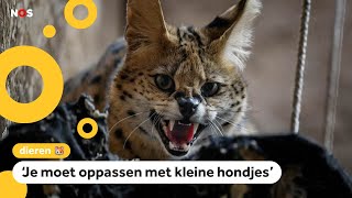 Servals ontsnapt in Helmond en Lexmond huisdieren moeten binnenblijven [upl. by Powel]