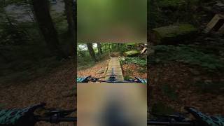 Forest cruising mtb lifestyle trail [upl. by Esille]