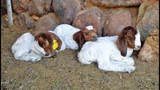 farminginnamibia Kalahari red vs Boergoat [upl. by Lottie]