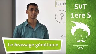 SVT  Terminale  Le brassage génétique et le maintien des caractéristiques de chaque espèce [upl. by Annavas]