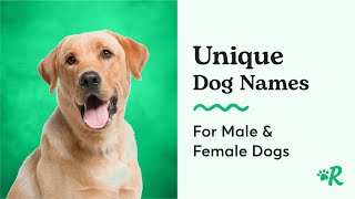 The Most Unique Dog Names for Female and Male Dogs [upl. by Nollahp]