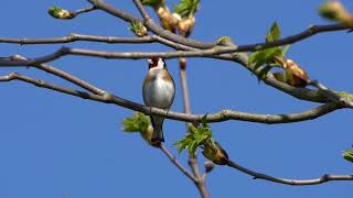 Stieglitz Gesang Carduelis carduelis [upl. by Zasuwa]