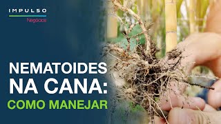 Nematoides na CanadeAçúcar Como Identificar e Controlar  Impulso Negócios EP 75 [upl. by Amo]