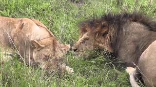 Lions Mating  Full Clip [upl. by Lexi915]