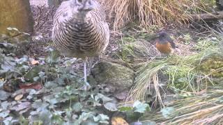 Lady Amhersts pheasant and Whiterumped shamas in aviary [upl. by Sholley]