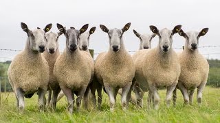 Lowes Fell Hexham Bluefaced Leicester  Sheep for Sale  SeptOct 2014 [upl. by Alyose]