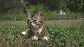 Lil BUB Goes to the Park [upl. by Antonetta]