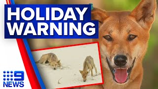 Warning to stay dingo safe after young girl attacked  9 News Australia [upl. by Nivk]