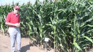 How narrow should corn rows go [upl. by Nolte]