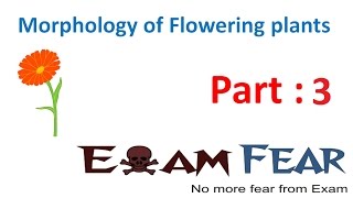 Biology Morphology of Flowering Plants part 3 Root types Primary Fibrous  CBSE class 11 [upl. by Ientruoc]