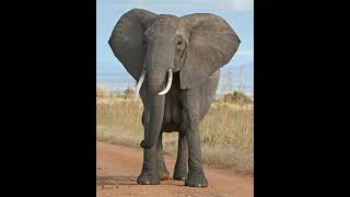 African Bush Elephant Sound Effects 🐘 🔊 [upl. by Bella]