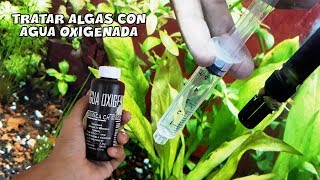 ¿COMO ELIMINAR LAS ALGAS DE MI ACUARIO  Tratar algas con AGUA OXIGENADA  AcuariosLP [upl. by Talanta]