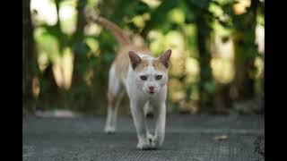 Street Photography Ep1  Street Cat ft Sony 85mm F18 [upl. by Rubie]