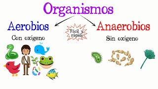 🌿Organismos Aerobios y Anaerobios🐝 Fácil y Rápido  BIOLOGÍA [upl. by Holofernes]