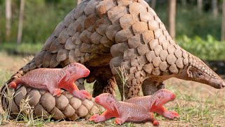 How Pangolin Gives Birth To Cute Baby [upl. by Sansbury]