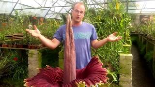 Corpse flower blooms in Mbombela [upl. by Eladroc]