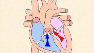 Cardiac Cycle [upl. by Tebzil]