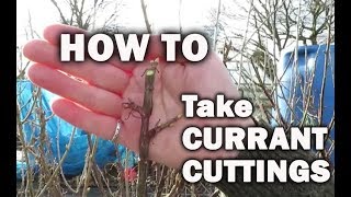 Currant cuttings in February  How to No Dig Gardening [upl. by Cung]