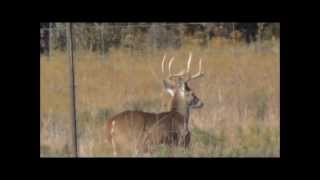 Tame High Fence Deer [upl. by Ylle262]