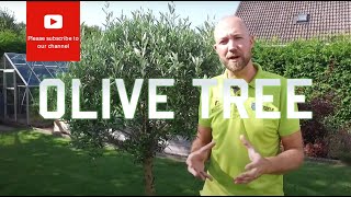 All you need to know about Olive tree Olea europea [upl. by Yelmene533]