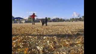 Schutzhund Obedience with a Bouvier des Flandres  PUSH TO WORK [upl. by Jezreel]