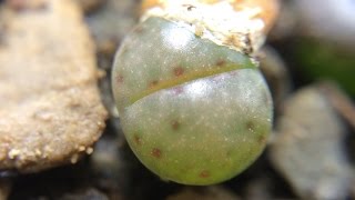 Lithops dinteri ssp multipunctuata C326 6 Months Old [upl. by Hulda]