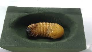 Healthy Prepupa Chalcosoma caucasus Larvae [upl. by Denver]