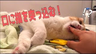 猫があくびをした瞬間に指をつっこんで見た！www [upl. by Ayikin]