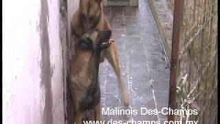 Cruza Anette X Diez des Champs  Pastor Belga Belgian Malinois Mexico  1Jun09 [upl. by Peatroy]