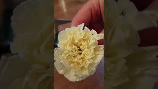 How to Make an Inexpensive Boutonniere with a Carnation Head [upl. by Meghan]