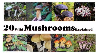 20 Wild Mushrooms Described by a mycologist [upl. by Llerrit63]