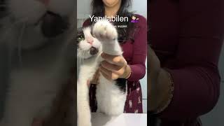 Bu reels bol ısırma içerir 😻 cat kedisesi catvideos catlover 🎥gmzmslkc [upl. by Niuqauj]