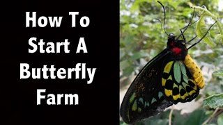 How To Start A Butterfly Farm or Butterfly Business [upl. by Llerrem]