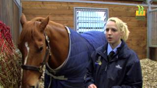 Equestrian Studies at Hadlow College [upl. by Tammany]