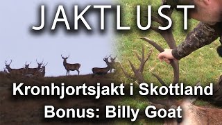 Kronhjortsjakt i Skottland red deer hunting in scotland [upl. by Moyna]