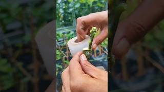 softwood grafting of mango seedling EP959 [upl. by Aldercy]