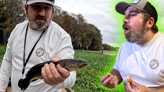 MUDFISH Bowfin  Catch Clean Cook [upl. by Key272]