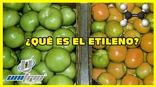 Maduración del plátano por etileno natural producido por las manzanas [upl. by Ethe]