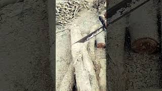 forest treecuttingskills treefalling chainsaws woodcuttingtools shorts Al Makka Auto 473 [upl. by Polish393]