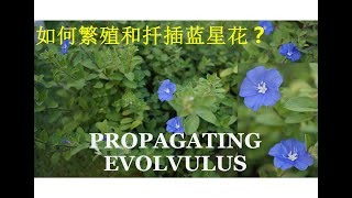 如何繁殖和扦插蓝星花  Propagating Evolvulus [upl. by Tebzil314]