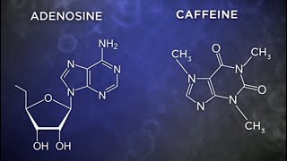 Caffeine causes brain damage activates microglia [upl. by Ijneb]