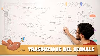 Trasduzione del segnale e cdk [upl. by Sass]