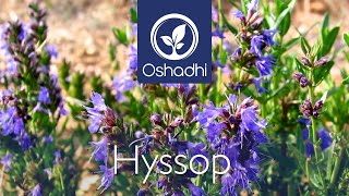 Hyssop Hyssopus officinalis  EssentialOilPlant Portrait by Dr Malte Hozzel [upl. by Saturday]