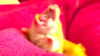 Hamster Sings a Song [upl. by Elaweda]