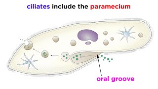 Unicellular Life Part 2 Archaea and Protists [upl. by Akkina]