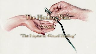 The Healing Skin  Part 1 cells that start the healing process [upl. by Odlonyer]